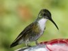 hummingbird-1.jpg