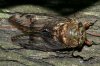 cicada-1.jpg