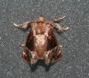 moth-4.jpg
