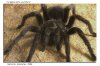 BRACHYPELMA BOEHMEI 024-01.jpg