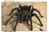 BRACHYPELMA BOEHMEI 028-01.jpg