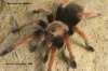 BRACHYPELMA BOEHMEI 102-01.jpg