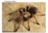 BRACHYPELMA BOEHMEI 067-01.jpg