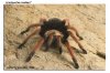 BRACHYPELMA BOEHMEI 083-01.jpg