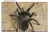 BRACHYPELMA BOEHMEI 009-01.jpg