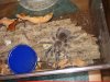 L. dificilis female juv2.JPG