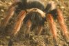 BRACHYPELMA BOEHMEI-II 041-01.jpg