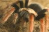 BRACHYPELMA BOEHMEI-II 033-01.jpg