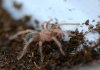 B. SMITHI-11.jpg