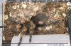 B. SMITHI-12.jpg