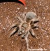 Aphonopelma sp.JPG