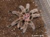 G. rosea-male.jpg