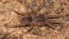 Hemiercus-sp-venezuela-1.jpg