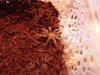 B. Smithi.JPG