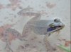 Wood Frog 1.jpg