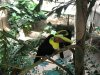 Toucans @ Aviary in Niagara Falls.jpg