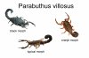 Parabuthus_villosus_black,_oranje_and_typical_morph.jpg