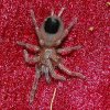 Aphonopelma_Chalcodes__04433.1420833815.1280.1280.jpg