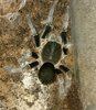 hysteocrates sp nigeria1.jpg