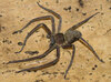 Heteropoda simplex  (2).jpg