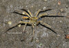 Ctenidae sp. Nkongsamba (2).jpg