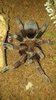 Cyclosternum Schmardae post molt.jpg