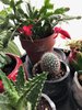 xmas cactus blooming.jpeg