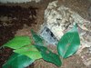 C.lividus 2.jpg