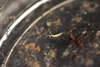 DSC_0295.jpg