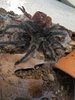 G Grossa freshly molted.jpg