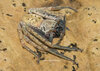 Sparassidae sp. Cameroon  (1).jpg