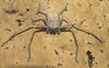 Sparassidae sp. Cameroon  (2).jpg