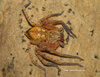 Olios sp. Cameroon  (2).jpg