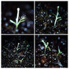 Drosera seedlings.jpg