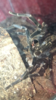 DDC38E58-3A1C-4FCF-9DAA-8146D342F3D9.png