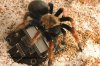 BOEHMEI FRESHY MOLT 018-01.jpg