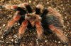 BOEHMEI FRESHY MOLT 069-01.jpg