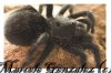 BRACHYPELMA KLAASI 010-02.jpg