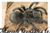 BRACHYPELMA KLAASI 028-02.jpg