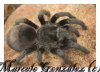 BRACHYPELMA KLAASI 040-02.jpg