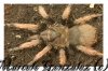 BRACHYPELMA KLAASI 045-01.jpg