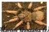 BRACHYPELMA KLAASI 049-01.jpg