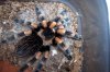 B. smithi 10-06 a.JPG