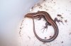 5 Lined Skink.JPG