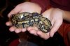 Ball Python 10-06 a.JPG