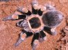 B. smithi 11-02-06.1.jpg