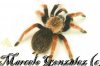 B. BOEHMEI-17.jpg