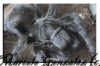 TARANTULAS FEEDING 001 copia.jpg