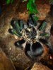 Phormictopus Green Femur Gold carapace.jpg