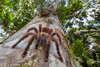 Avicularia-huriana.jpg Avicularia-huriana.jpg
